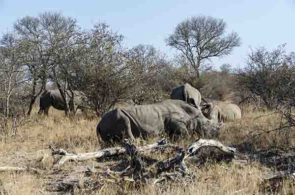 Rinoceronte Blanco - parque nacional Kruger - Sudáfrica 4.jpg
